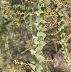 Acacia pravissima at Berrima, NSW - 6 Jul 2023