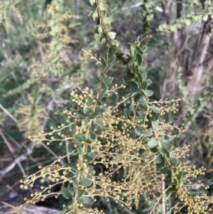 Acacia pravissima at Berrima, NSW - 6 Jul 2023