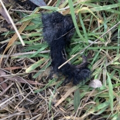 Unidentified Possum or Glider at Berrima River Reserve - 6 Jul 2023 by Baronia