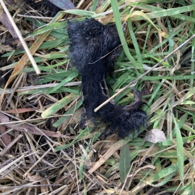 Unidentified Possum or Glider at Wingecarribee Local Government Area - 6 Jul 2023 by Baronia