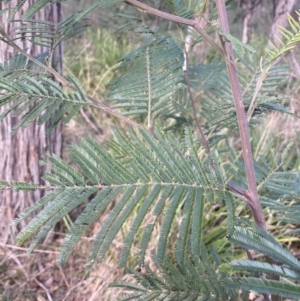 Acacia mearnsii at Berrima, NSW - 6 Jul 2023