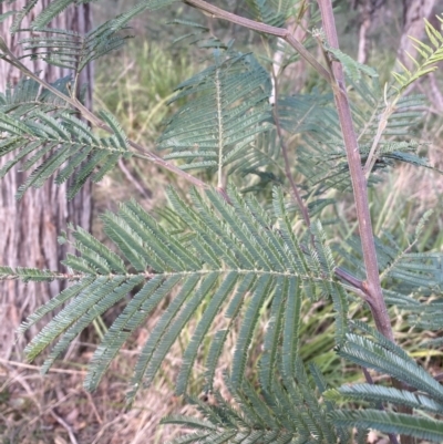 Acacia mearnsii (Black Wattle) at Berrima, NSW - 6 Jul 2023 by Baronia