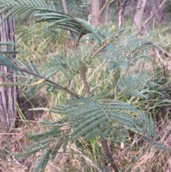 Acacia mearnsii at Berrima, NSW - 6 Jul 2023 02:59 PM