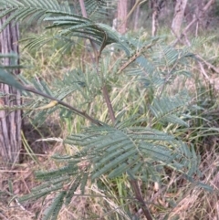 Acacia mearnsii at Berrima, NSW - 6 Jul 2023
