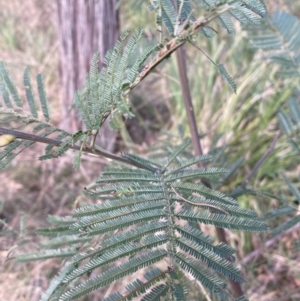 Acacia mearnsii at Berrima, NSW - 6 Jul 2023 02:59 PM