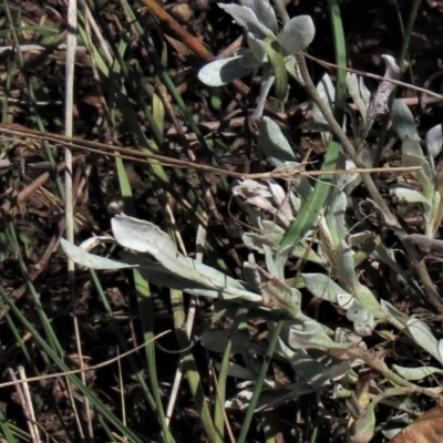 Chrysocephalum apiculatum (Common Everlasting) at Top Hut TSR - 14 Mar 2022 by AndyRoo