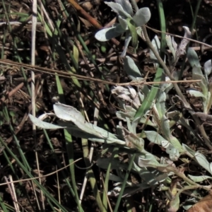 Chrysocephalum apiculatum at Dry Plain, NSW - 14 Mar 2022