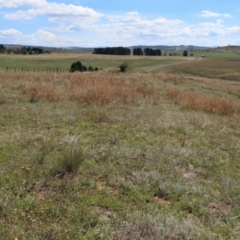 Chrysocephalum apiculatum at Dry Plain, NSW - 14 Mar 2022 01:03 PM