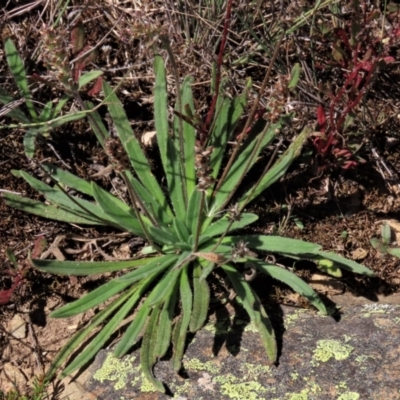 Plantago hispida (Hairy Plantain) at Top Hut TSR - 14 Mar 2022 by AndyRoo