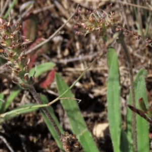 Plantago hispida at Dry Plain, NSW - 14 Mar 2022