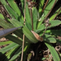 Plantago hispida at Dry Plain, NSW - 14 Mar 2022