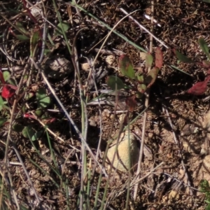 Rumex acetosella at Dry Plain, NSW - 14 Mar 2022