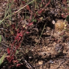 Rumex acetosella at Dry Plain, NSW - 14 Mar 2022