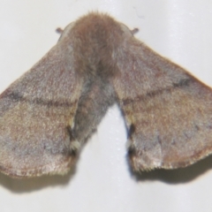 Panacela (genus) (A Monkey moth (Eupteroridae fam.)) at Sheldon, QLD - 18 Mar 2007 by PJH123