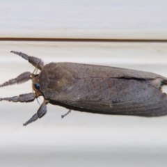 Elhamma australasiae (A Swift or Ghost moth (Hepialidae)) at Sheldon, QLD - 19 Mar 2007 by PJH123