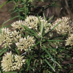 Cassinia longifolia (Shiny Cassinia, Cauliflower Bush) at Top Hut TSR - 14 Mar 2022 by AndyRoo