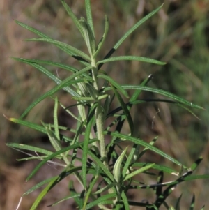 Cassinia longifolia at Dry Plain, NSW - 14 Mar 2022