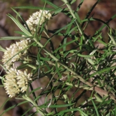 Cassinia longifolia at Dry Plain, NSW - 14 Mar 2022