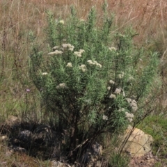 Cassinia longifolia at Dry Plain, NSW - 14 Mar 2022