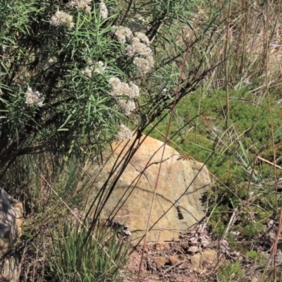 Stylidium graminifolium (Grass Triggerplant) at Top Hut TSR - 14 Mar 2022 by AndyRoo