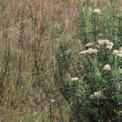 Stylidium graminifolium at Dry Plain, NSW - 14 Mar 2022