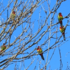 Platycercus eximius (Eastern Rosella) at Pine Island to Point Hut - 7 Jul 2023 by RodDeb