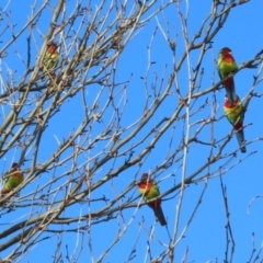 Platycercus eximius (Eastern Rosella) at Greenway, ACT - 7 Jul 2023 by RodDeb