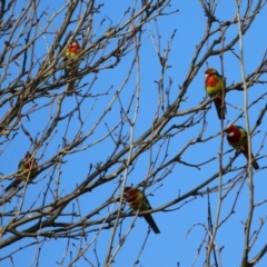 Platycercus eximius at Greenway, ACT - 7 Jul 2023