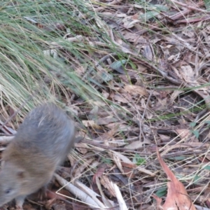 Isoodon obesulus obesulus at Paddys River, ACT - 25 Jun 2023