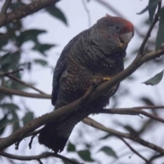 Callocephalon fimbriatum at Watson, ACT - 7 Jul 2023