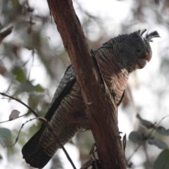 Callocephalon fimbriatum at Watson, ACT - 7 Jul 2023