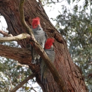 Callocephalon fimbriatum at Watson, ACT - 7 Jul 2023