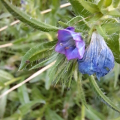 Echium plantagineum (Paterson's Curse) at Mount Majura - 7 Jul 2023 by abread111