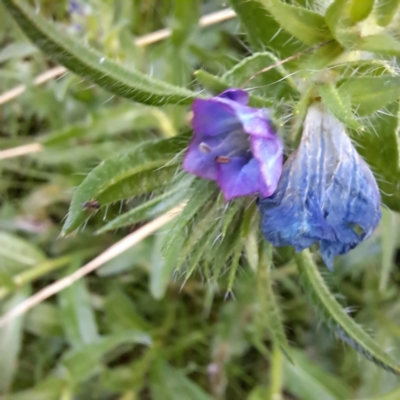 Echium plantagineum (Paterson's Curse) at Watson, ACT - 7 Jul 2023 by abread111