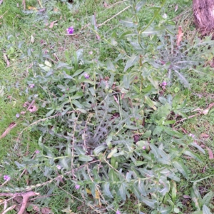 Echium plantagineum at Watson, ACT - 7 Jul 2023