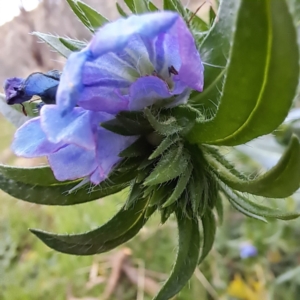 Echium plantagineum at Watson, ACT - 7 Jul 2023