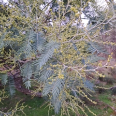 Acacia dealbata subsp. dealbata (Silver Wattle) at Mount Majura - 7 Jul 2023 by abread111