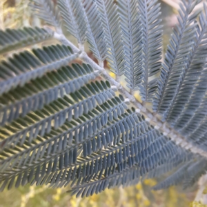 Acacia dealbata subsp. dealbata at Watson, ACT - 7 Jul 2023