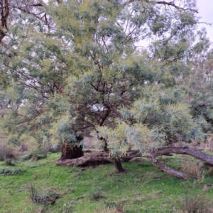 Acacia dealbata subsp. dealbata at Watson, ACT - 7 Jul 2023