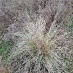 Poa labillardierei (Common Tussock Grass, River Tussock Grass) at Watson, ACT - 7 Jul 2023 by abread111