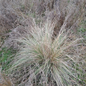 Poa labillardierei at Watson, ACT - 7 Jul 2023 04:00 PM