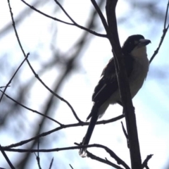 Cracticus torquatus (Grey Butcherbird) at Watson Green Space - 7 Jul 2023 by AniseStar