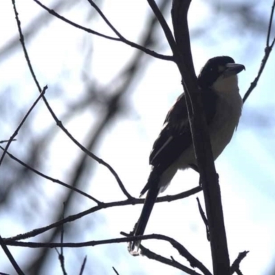 Cracticus torquatus (Grey Butcherbird) at Watson Green Space - 7 Jul 2023 by AniseStar