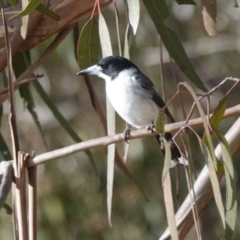 Cracticus torquatus at Watson, ACT - 7 Jul 2023