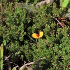 Dillwynia prostrata (Matted Parrot-pea) at Top Hut TSR - 14 Mar 2022 by AndyRoo