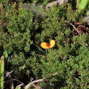 Dillwynia prostrata at Dry Plain, NSW - 14 Mar 2022