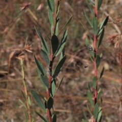 Daviesia mimosoides subsp. mimosoides at Dry Plain, NSW - 14 Mar 2022 by AndyRoo