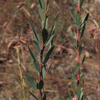 Daviesia mimosoides subsp. mimosoides at Dry Plain, NSW - 14 Mar 2022 by AndyRoo