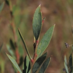 Daviesia mimosoides subsp. mimosoides at Dry Plain, NSW - 14 Mar 2022 02:03 PM