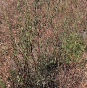 Daviesia mimosoides subsp. mimosoides at Dry Plain, NSW - 14 Mar 2022